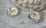 Microderoceras Ammonite - Dorset, England #30781-2